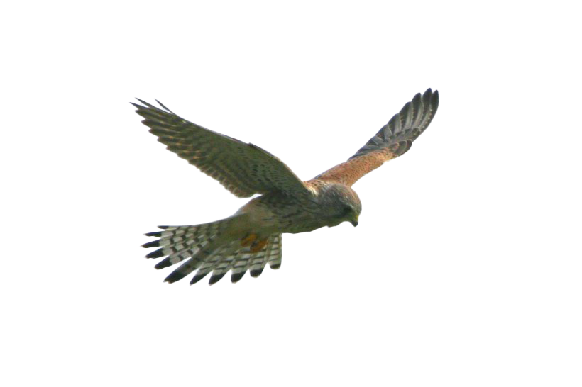 Flying Falcon Transparent Background PNG