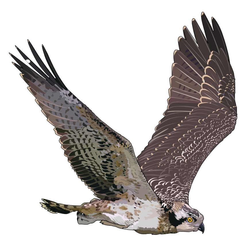 Flying Falcon Transparent Image
