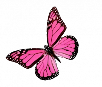 Direct Download Flying Pink Butterfly PNG Image Background | PNG Arts