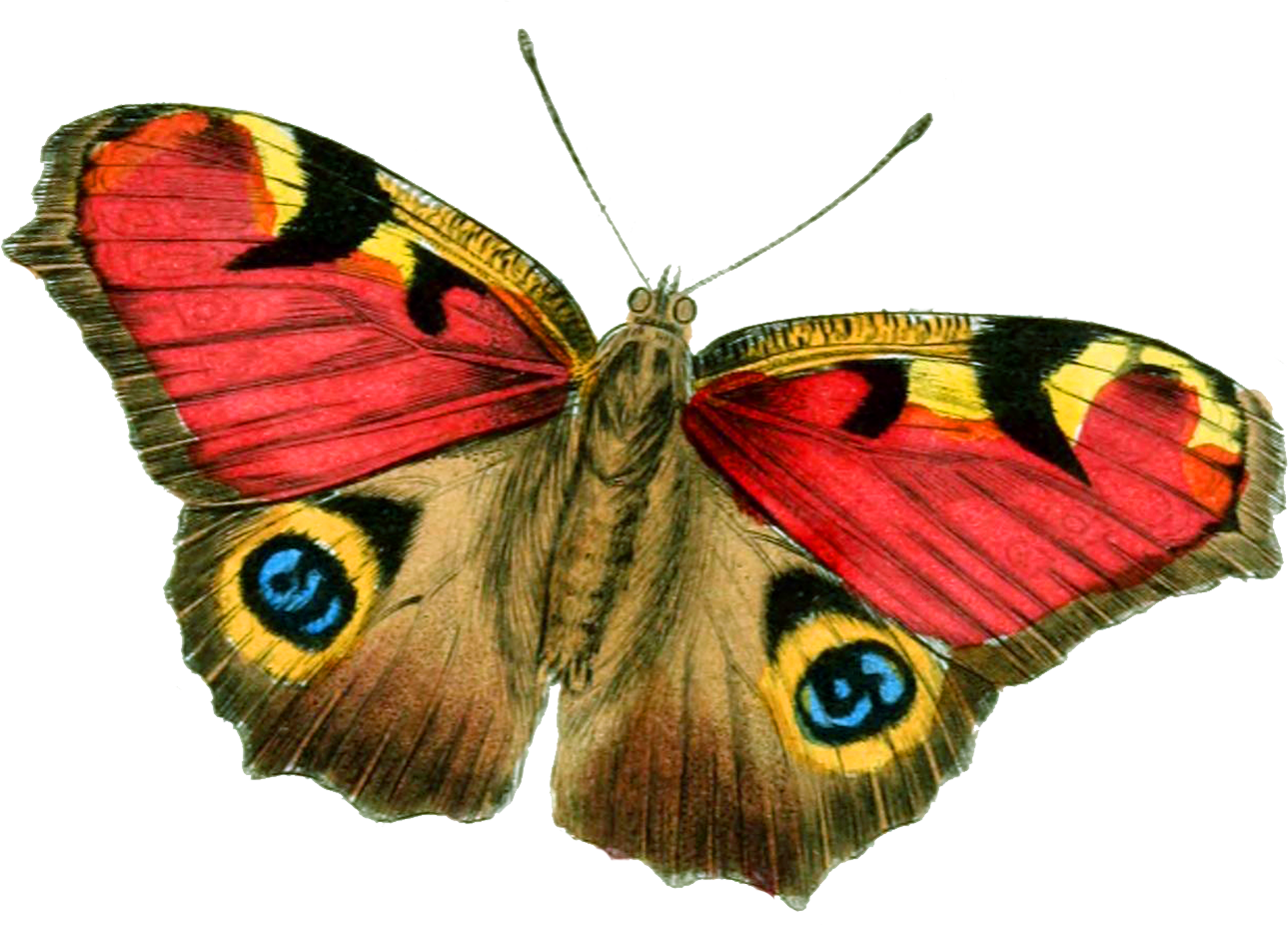 Flying Real Butterfly PNG Скачать изображение