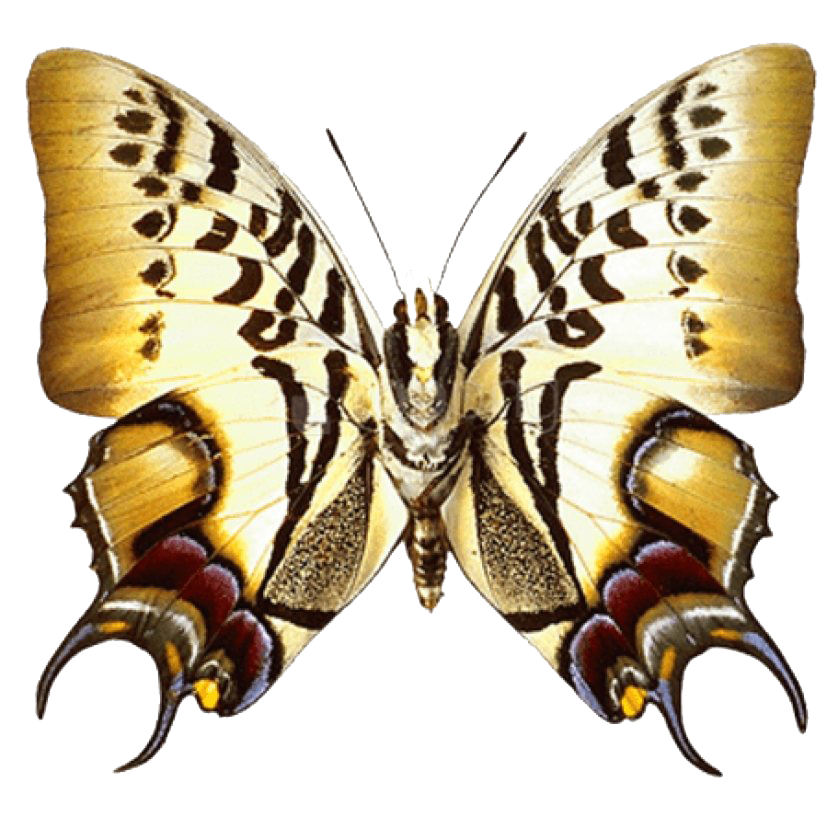 Vliegende real butterfly PNG hoogwaardige Afbeelding