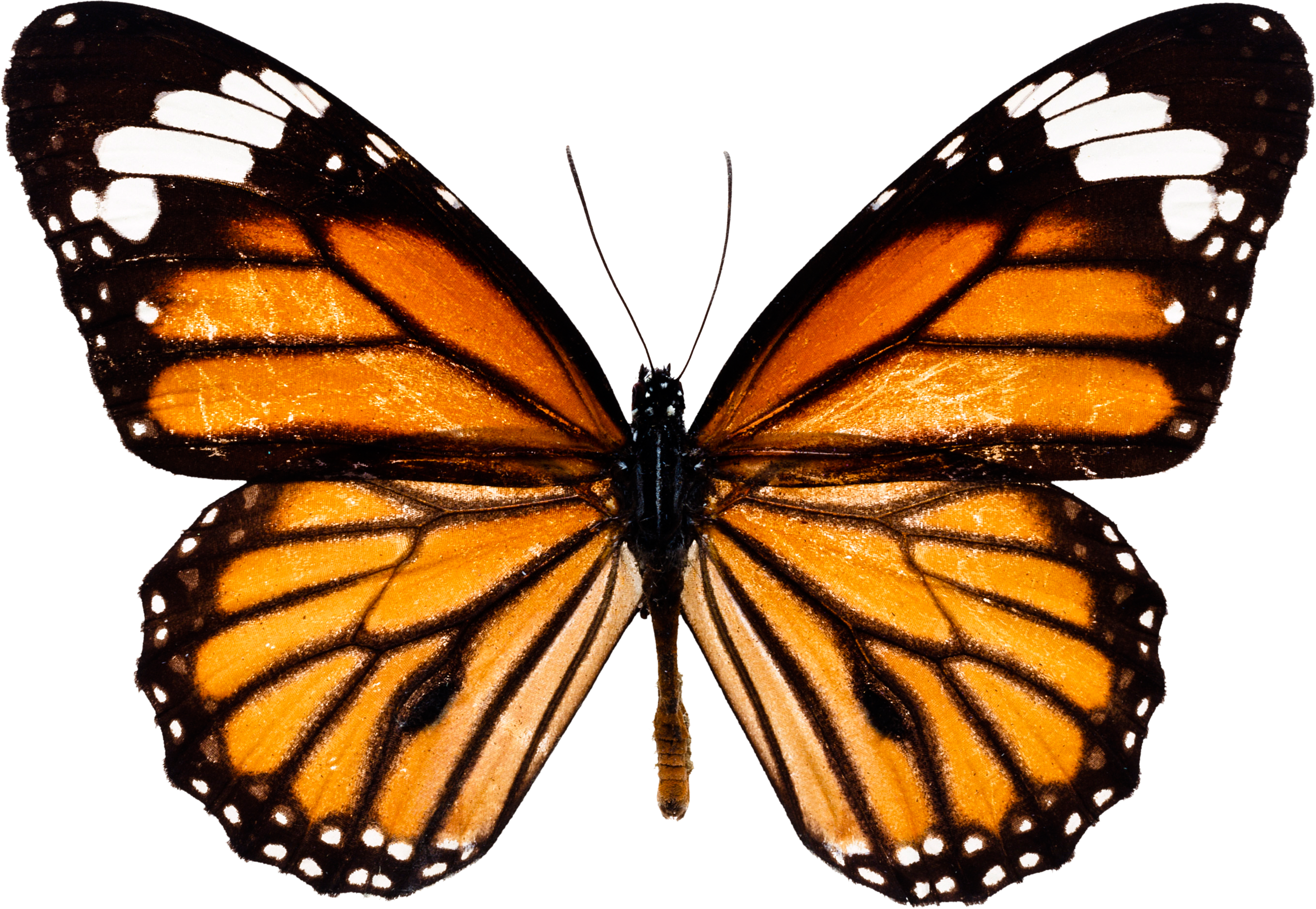 Flying Real Butterfly PNG Image Background