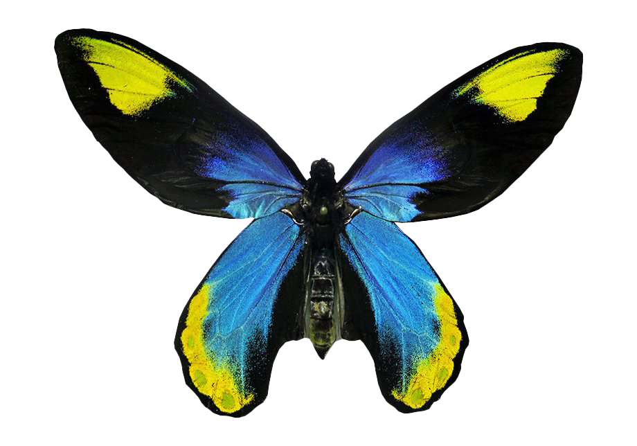 Vliegende echte vlinder PNG-Afbeelding