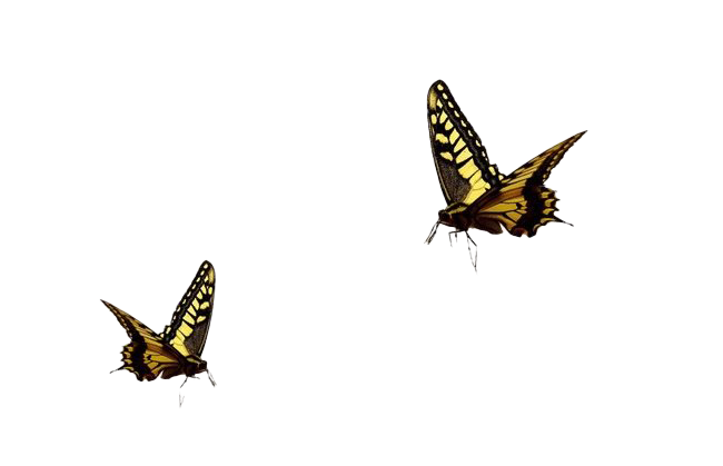 Vliegende echte vlinder PNG Pic