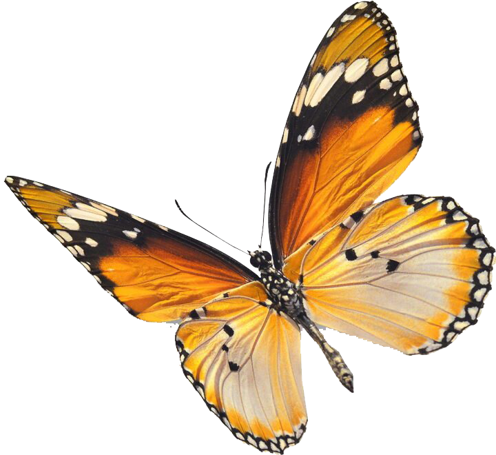 Flying Immagine di PNG della farfalla reale