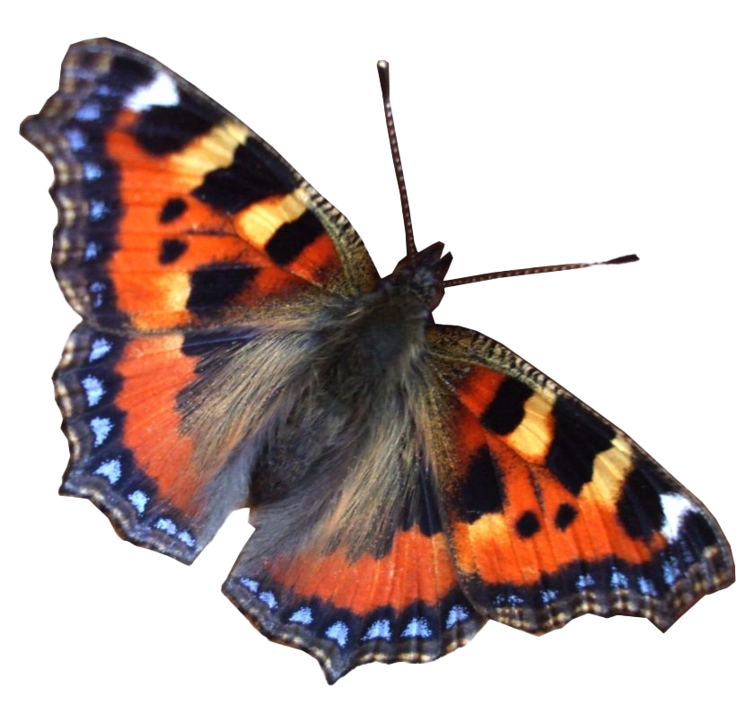 Immagine Trasparente della farfalla reale della farfalla di volo