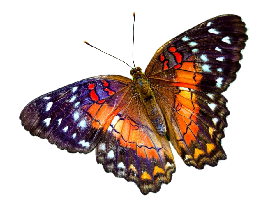 Vliegend echt vlinder Transparant Beeld