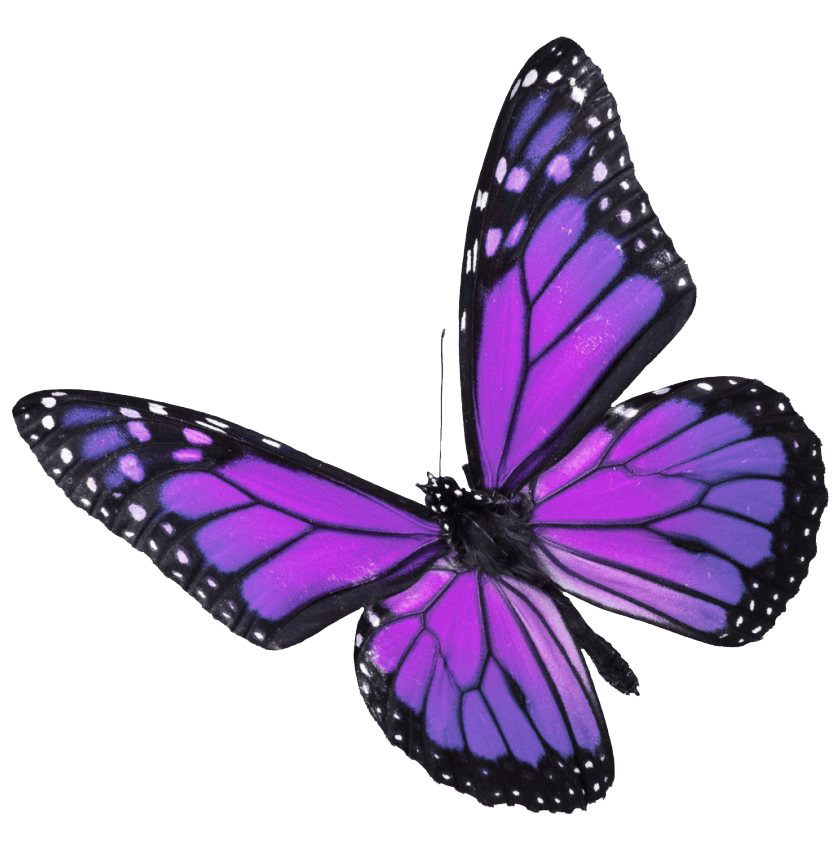 Immagini trasparenti della farfalla reale volante