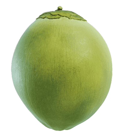 Свежий зеленый кокос бесплатно PNG изображение