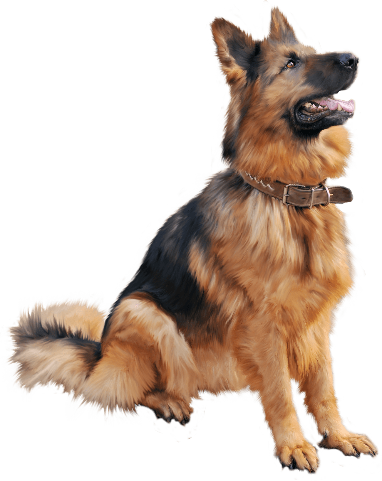 German Shepherd Dog Download Transparent PNG Image