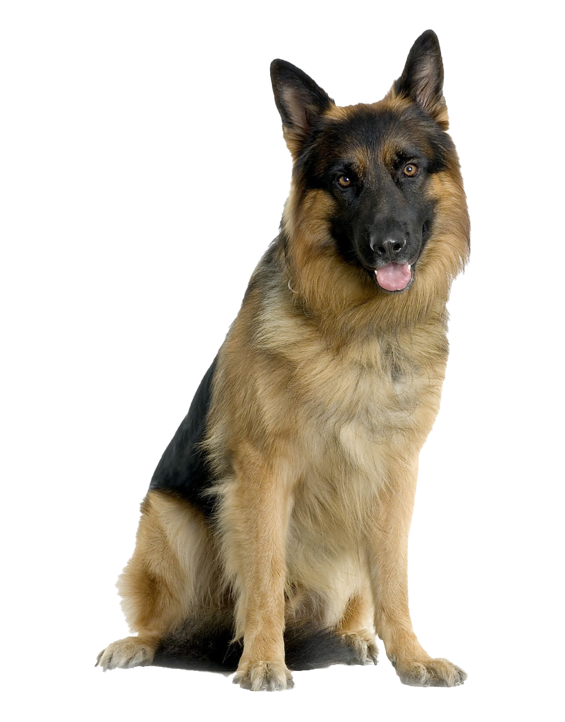 German Shepherd Dog Gratis PNG Image