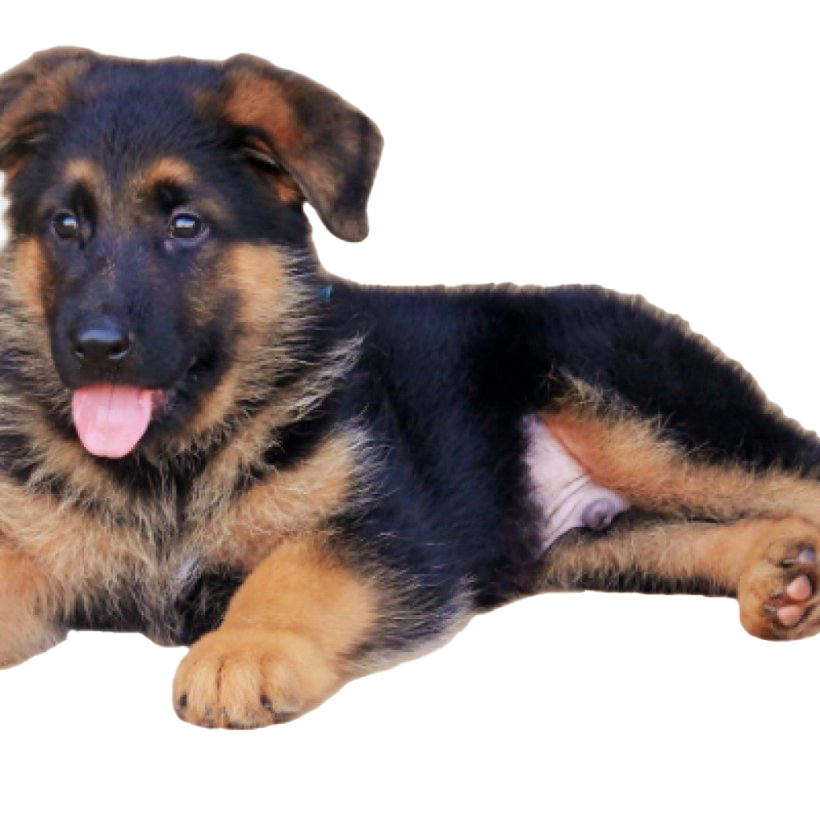 German Shepherd Dog PNG Background Image