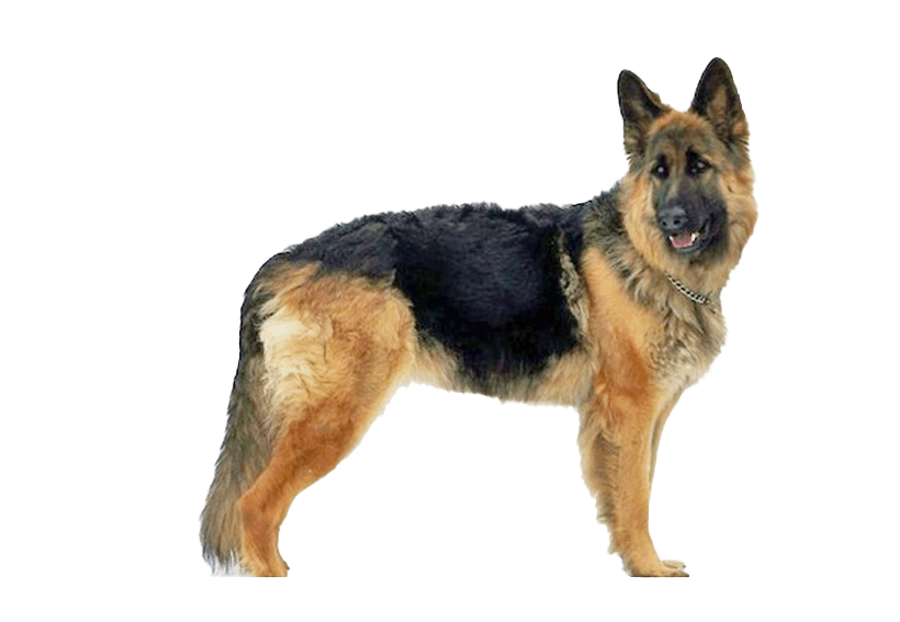 German Shepherd Dog PNG Unduh Image