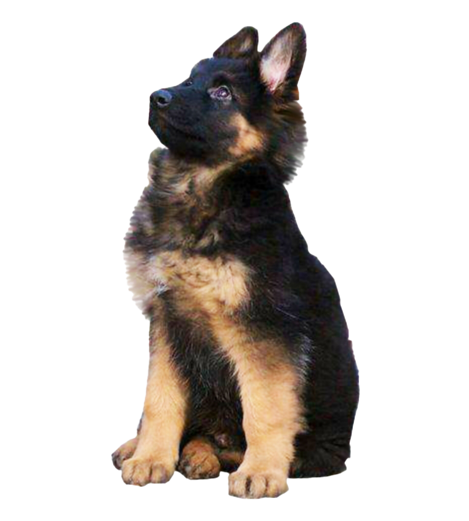 German Shepherd Dog PNG High-Quality Image