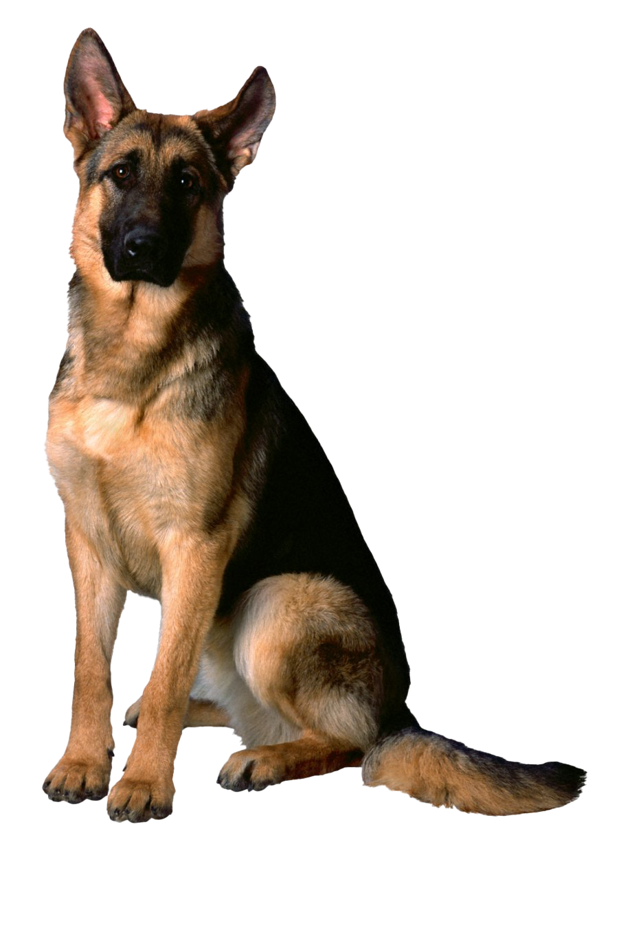 German Shepherd Dog PNG Image Background