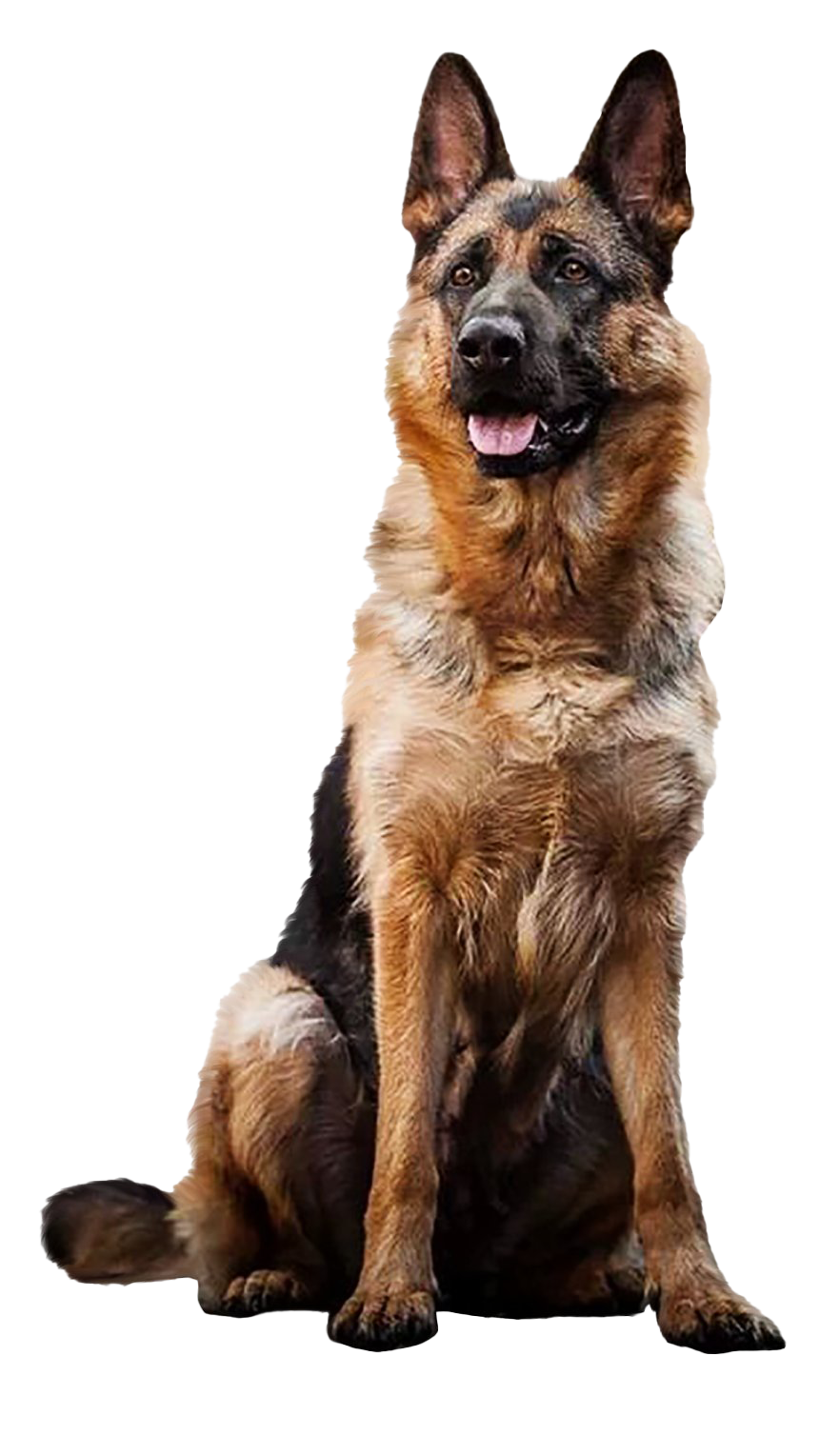 German Shepherd Dog PNG Gambar