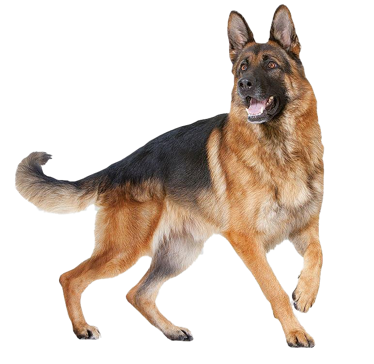 Gambar Anjing Shepherd Jerman PNG