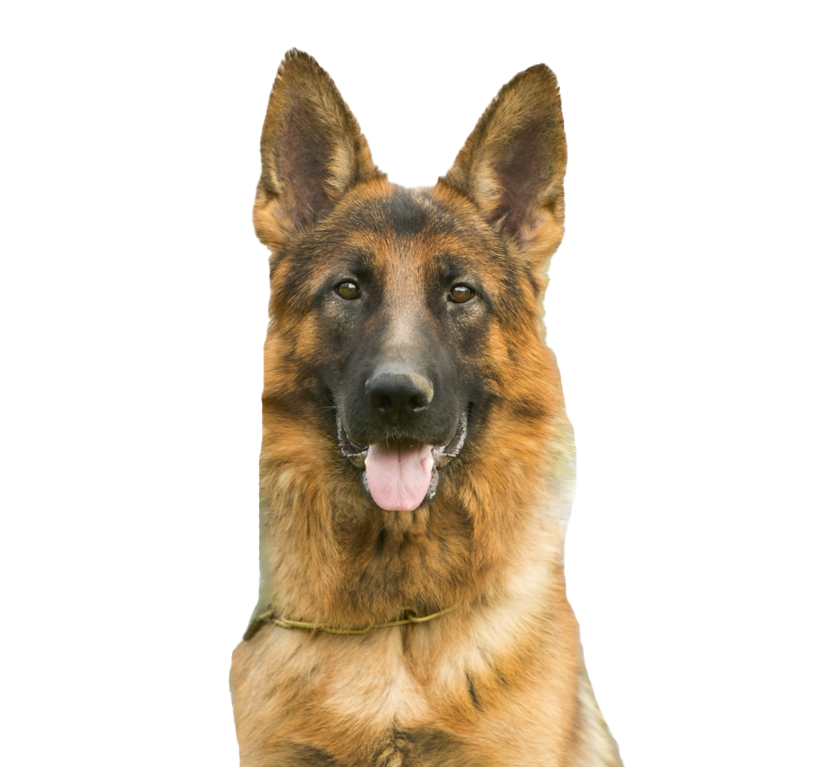 Image Transparente de chien de berger allemand