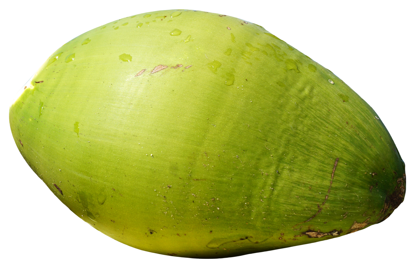 Зеленый кокос Скачать прозрачное изображение PNG