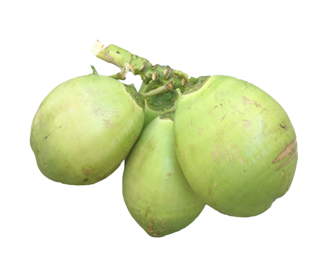 Green Coconut PNG Free Download
