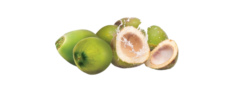 Green Coconut PNG Image Background