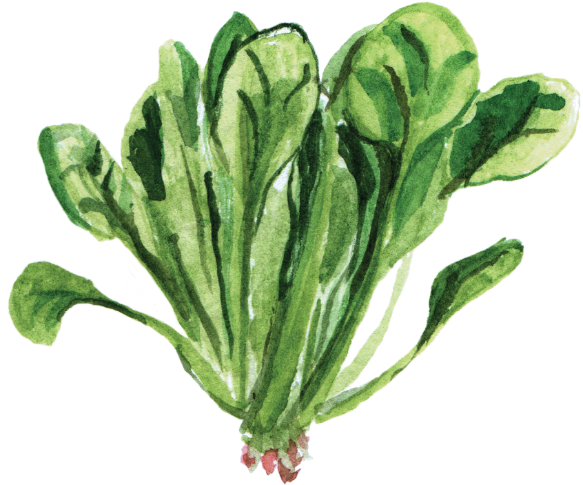 Green Spinach PNG Image Background