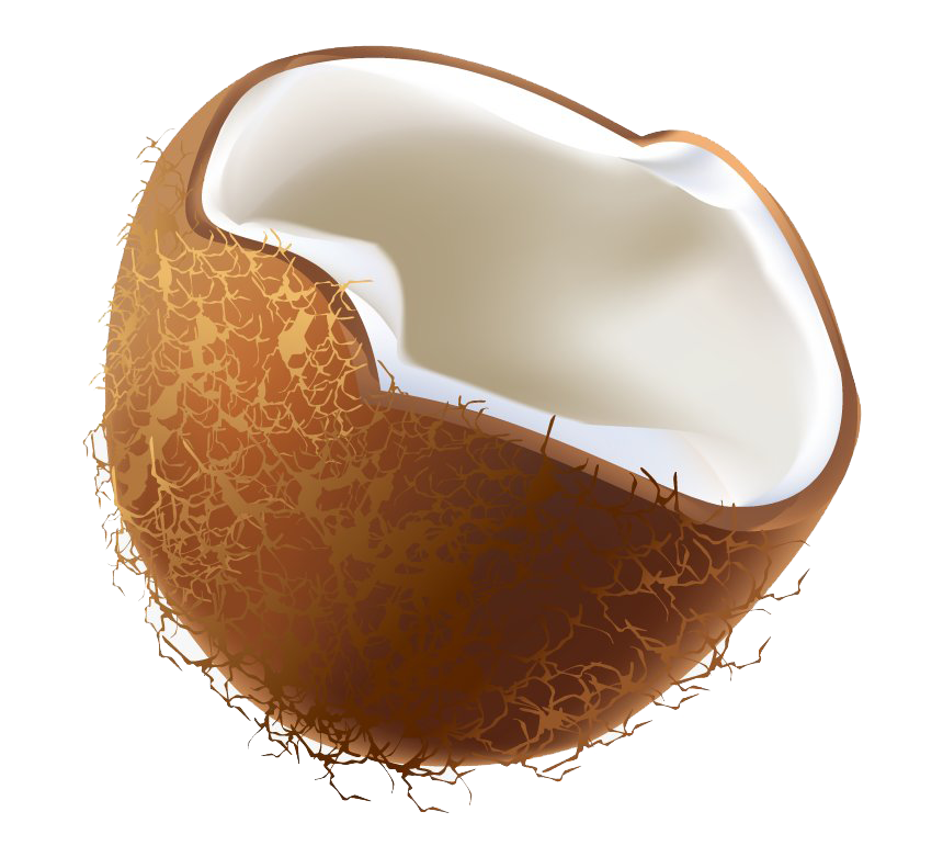 Half Coconut PNG High-Quality Image