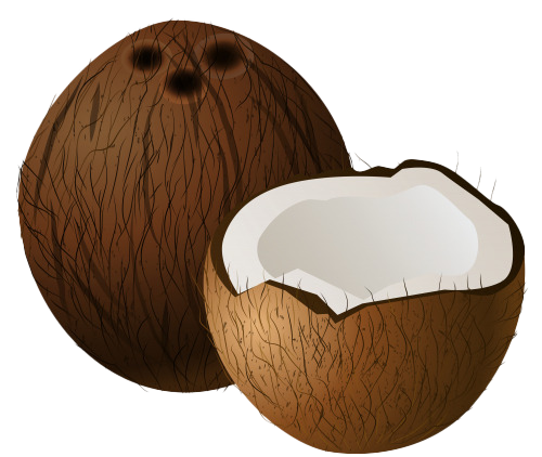 Half Coconut PNG Picture