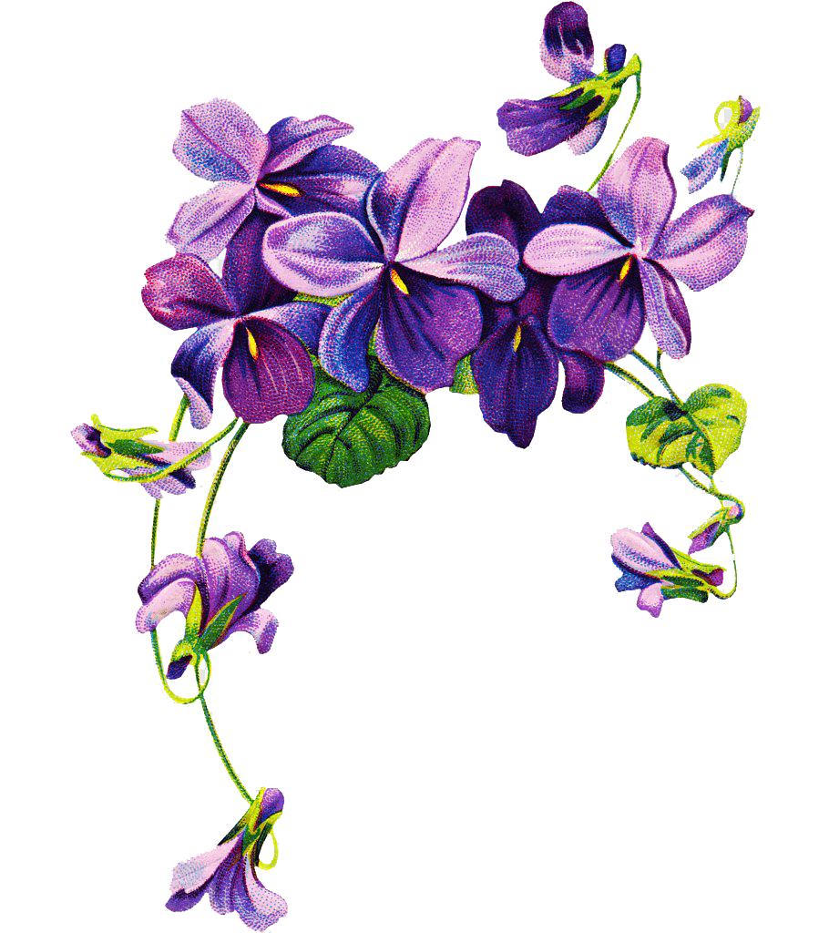 Flor de lila Descargar imagen PNG Transparente