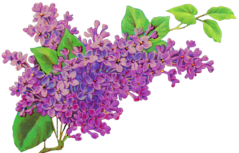 Lilac Flower PNG Background Image