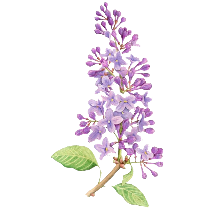 Lilac Flower PNG Download Image