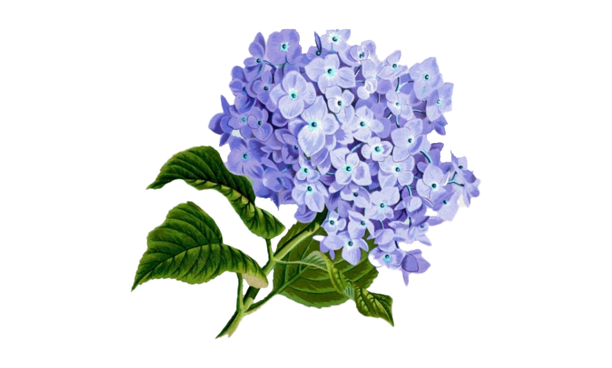 Image PNG fleur lilas