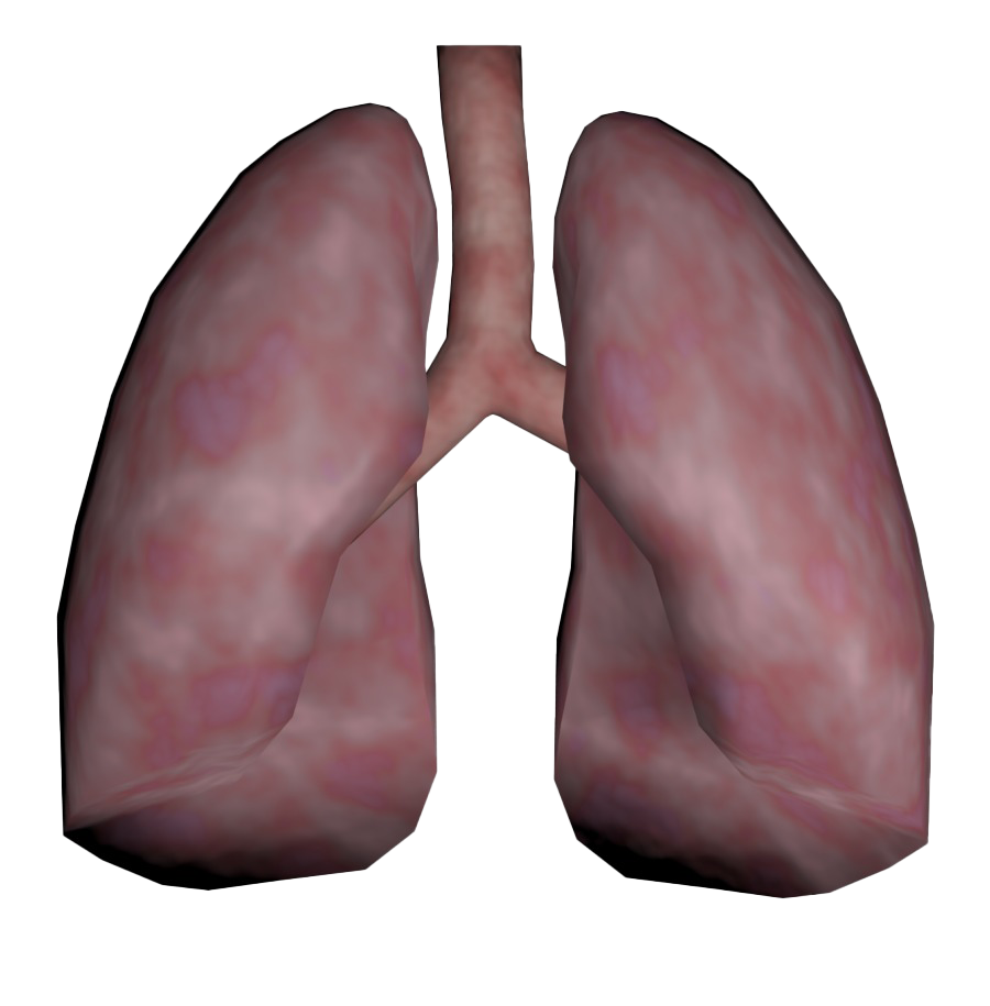 Lungs Download Transparent PNG Image