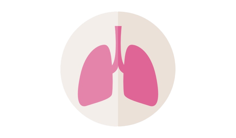 Lungs PNG Background Image