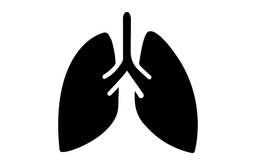 Descarga gratuita de pulmones PNG