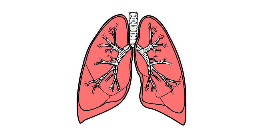 Lungs PNG High-Quality Image