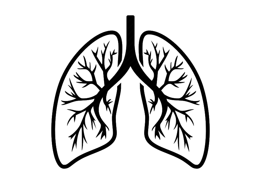 Lungs PNG Pic