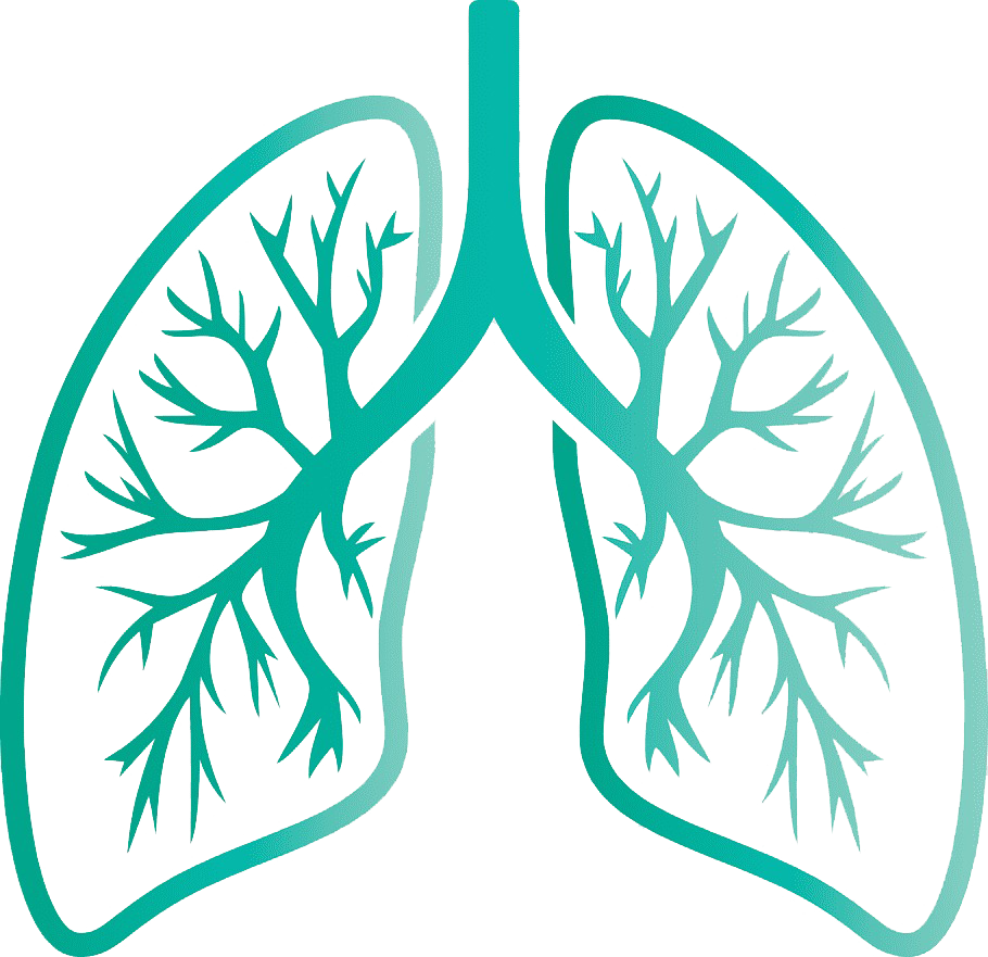 Lungs Transparent Images