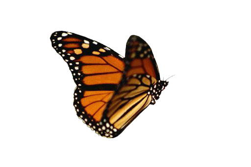 Orange Animated Butterfly PNG High-Quality Image