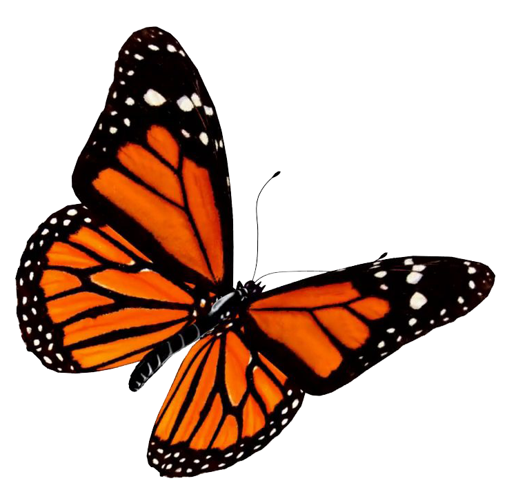 Oranje Geanimeerde Butterfly PNG-Afbeelding Achtergrond