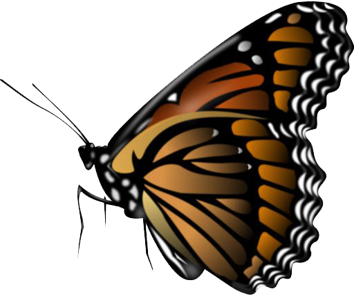 Oranje Geanimeerde Butterfly PNG Transparant Beeld