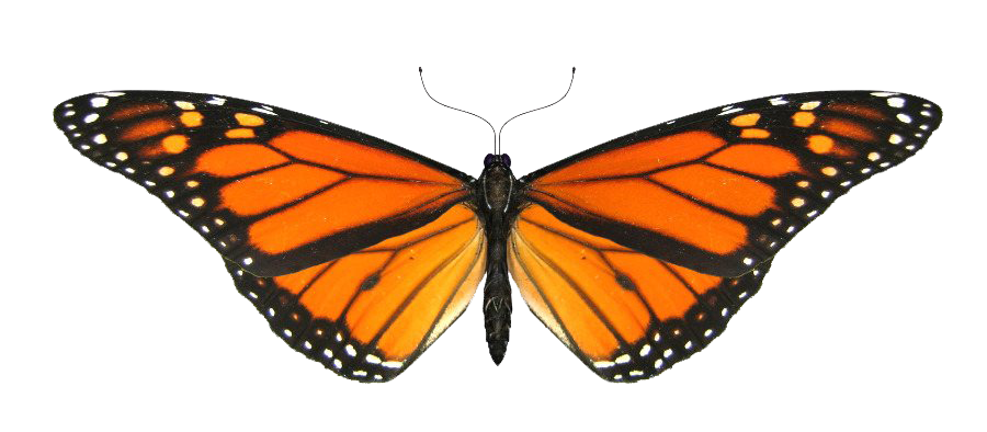 오렌지 애니메이션 나비 투명 이미지