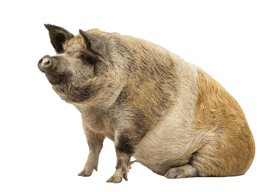 Schweinsfreies PNG-Bild