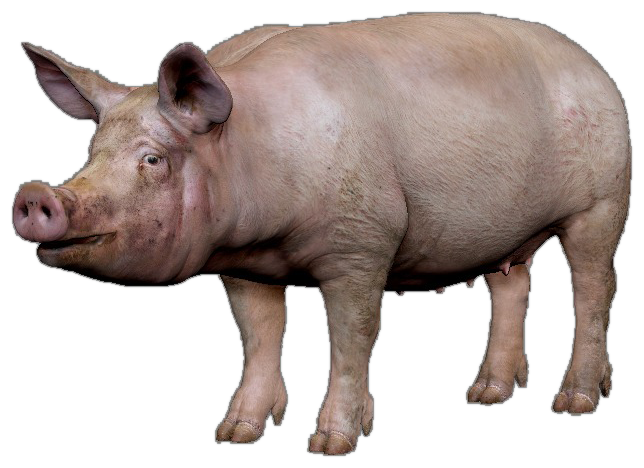 Gambar babi PNG berkualitas tinggi