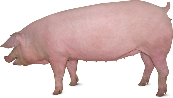 Свинья PNG Image