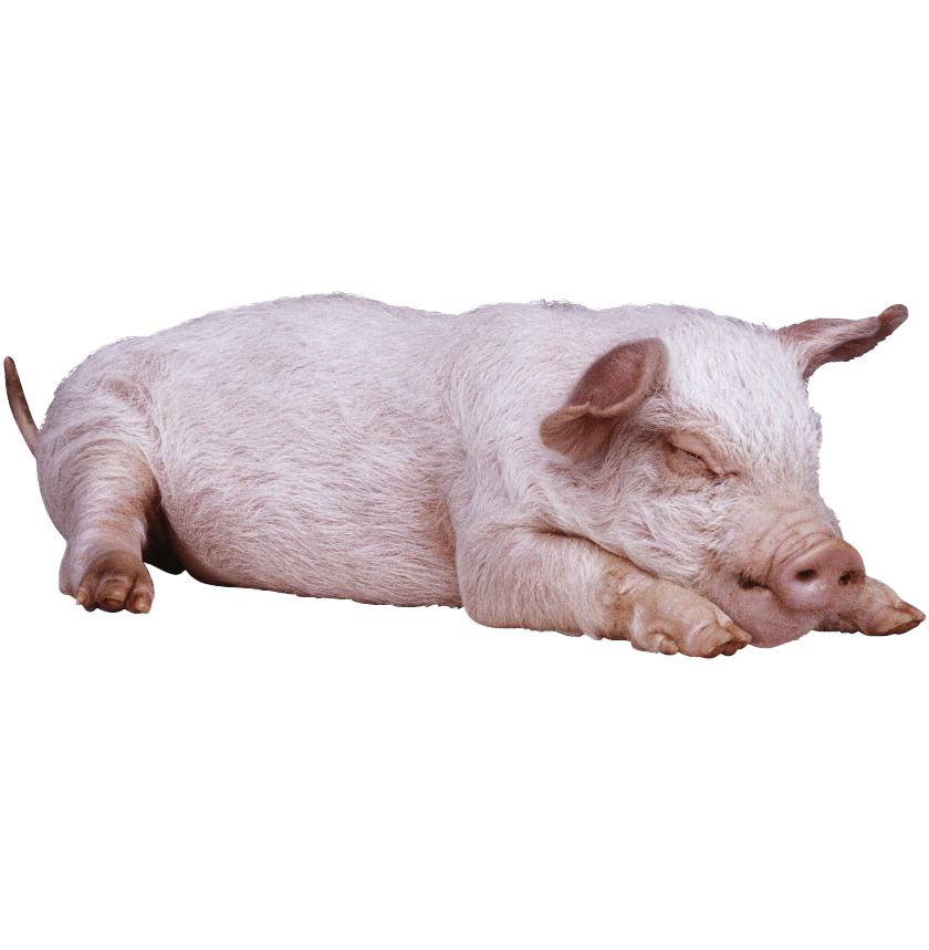 Pig PNG Picture