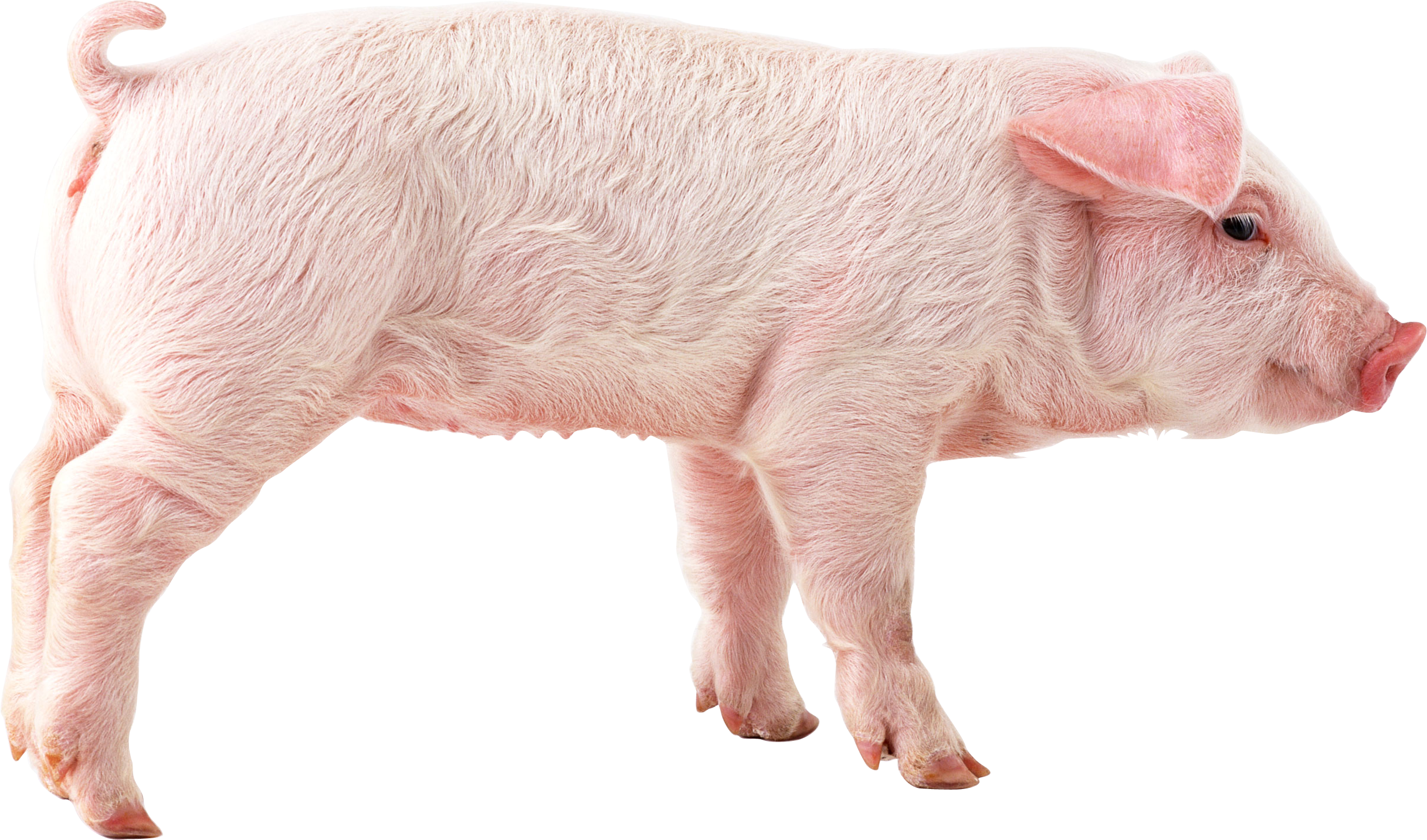 Fundo transparente porco PNG