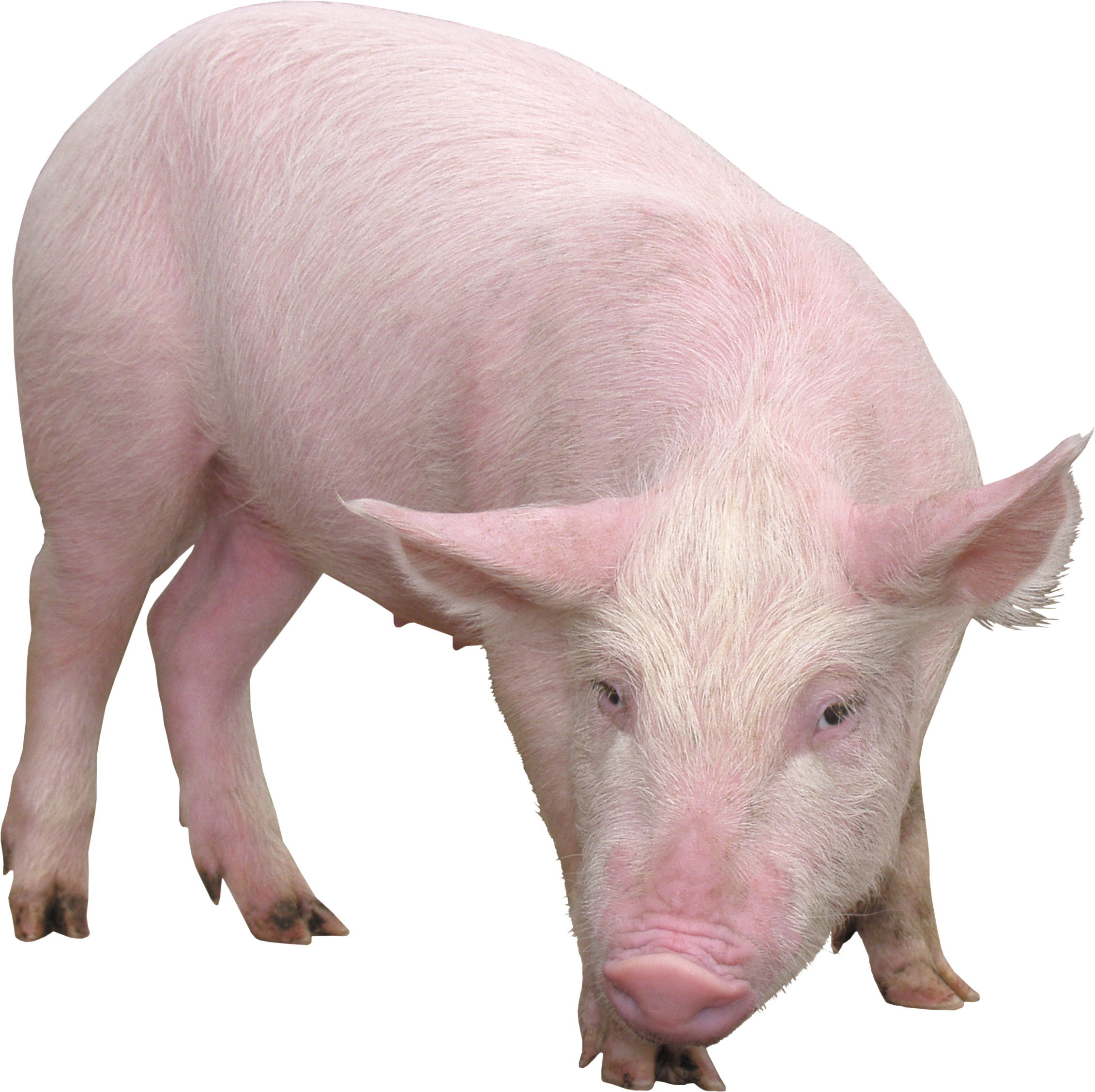 Imagen Transparente de cerdo