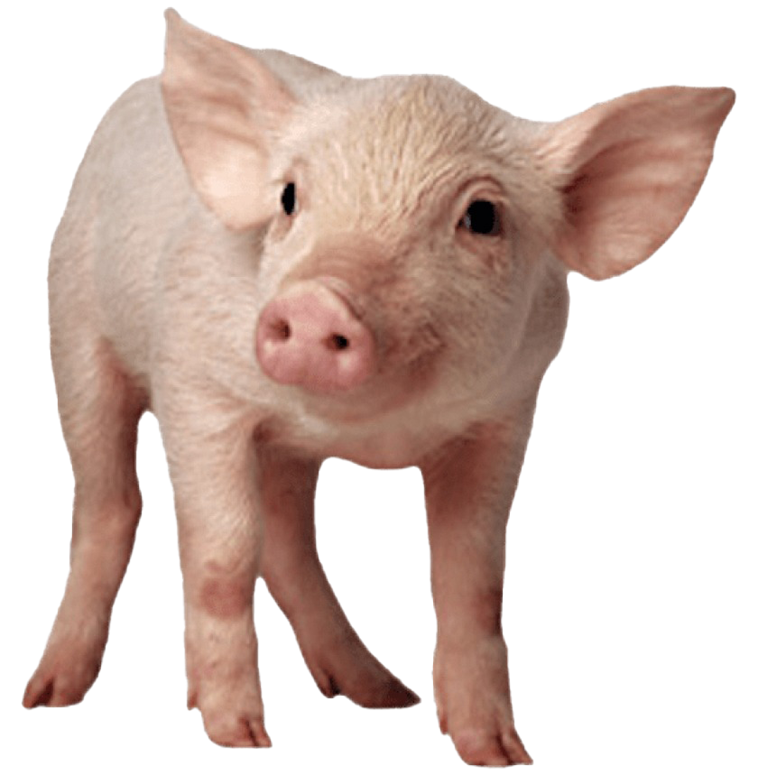 Imagens transparentes de porco