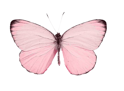 Pink Butterfly I-download ang Transparent PNG Imahe